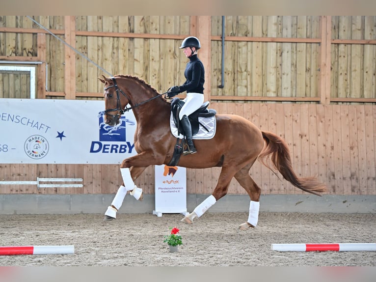 Caballo de deporte alemán Caballo castrado 6 años 170 cm Alazán in Brieselang