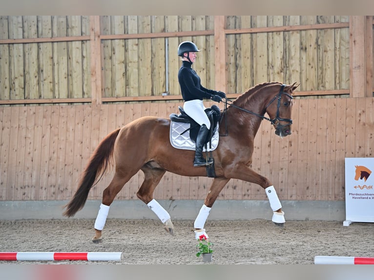 Caballo de deporte alemán Caballo castrado 6 años 170 cm Alazán in Brieselang