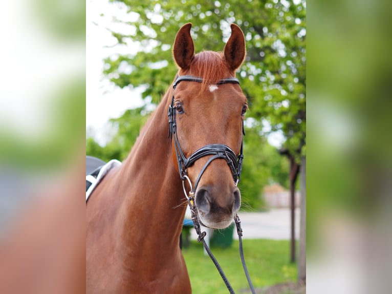 Caballo de deporte alemán Caballo castrado 6 años 170 cm Alazán in Brieselang