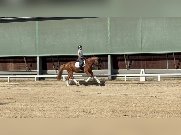 Caballo de deporte alemán Caballo castrado 6 años 170 cm Alazán in Altenstadt