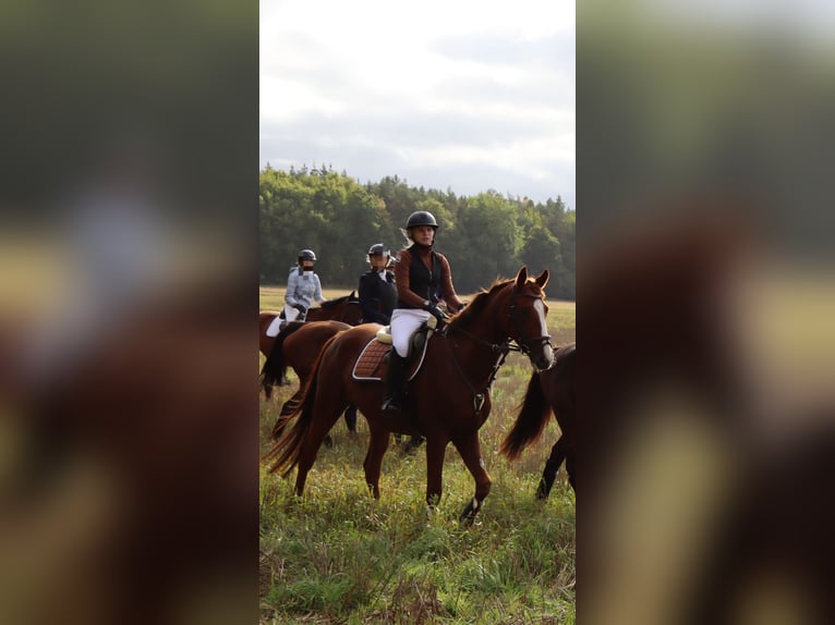 Caballo de deporte alemán Caballo castrado 6 años 170 cm Alazán in Kyritz