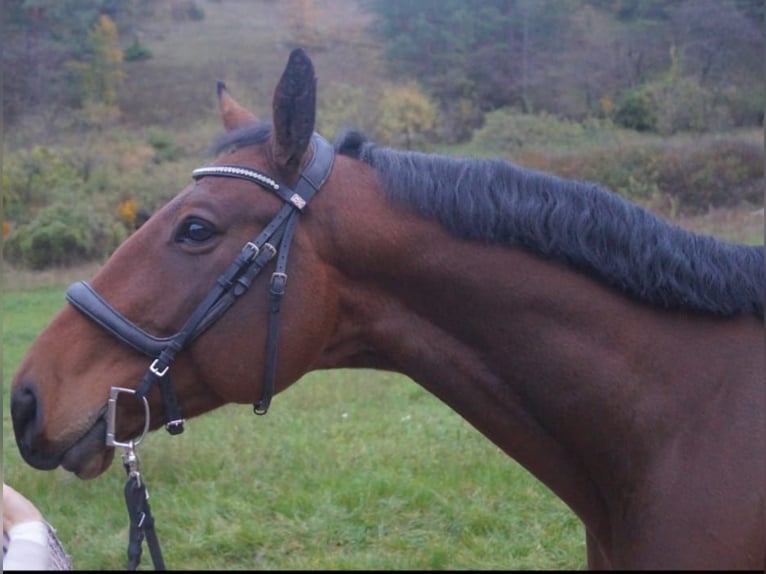 Caballo de deporte alemán Caballo castrado 6 años 170 cm Castaño in Schweinfurt