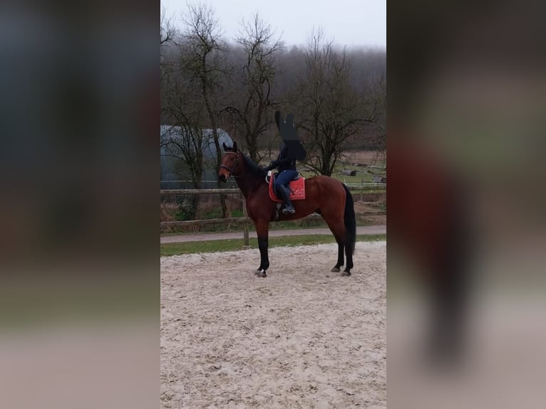Caballo de deporte alemán Caballo castrado 6 años 170 cm Castaño in Schweinfurt