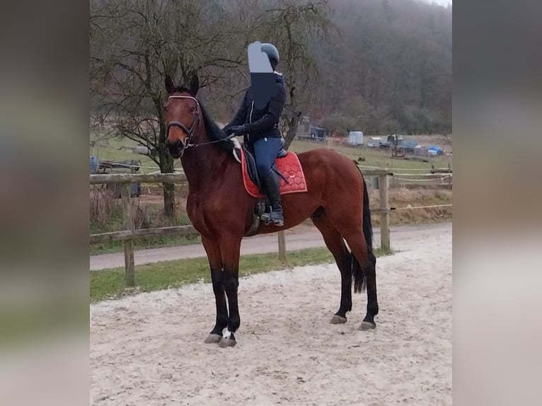 Caballo de deporte alemán Caballo castrado 6 años 170 cm Castaño in Schweinfurt