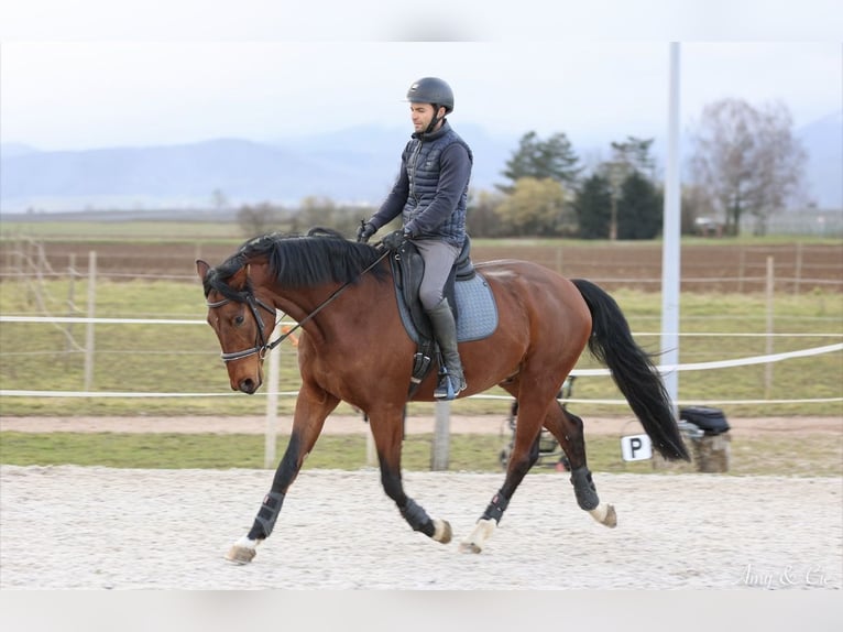Caballo de deporte alemán Caballo castrado 6 años 170 cm Castaño in Stotzheim