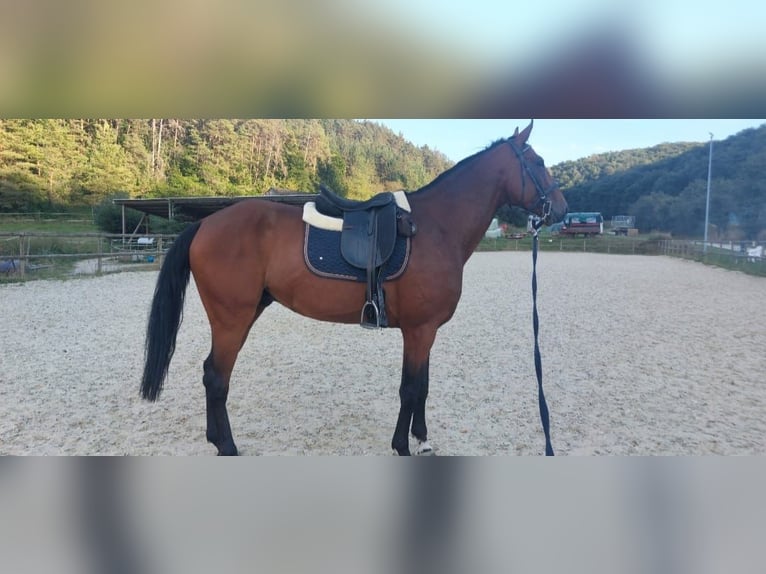 Caballo de deporte alemán Caballo castrado 6 años 170 cm Castaño in Schweinfurt