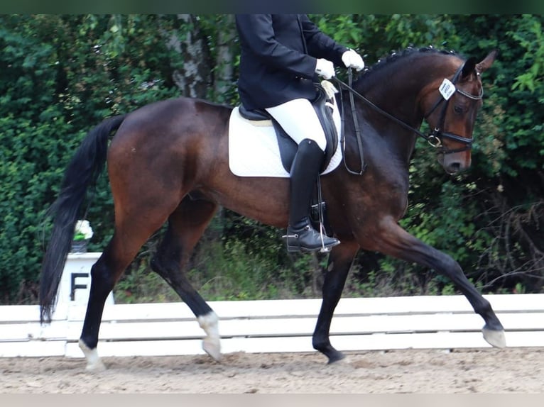 Caballo de deporte alemán Caballo castrado 6 años 170 cm Castaño in Ritzerow