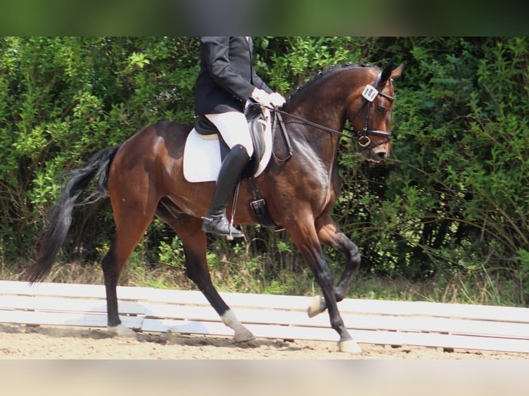 Caballo de deporte alemán Caballo castrado 6 años 170 cm Castaño in Ritzerow