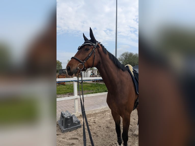 Caballo de deporte alemán Caballo castrado 6 años 170 cm Castaño in Gro&#xDF;kugel