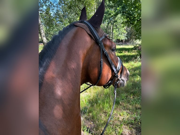 Caballo de deporte alemán Caballo castrado 6 años 170 cm Castaño in Ludwigslust