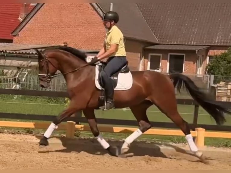 Caballo de deporte alemán Caballo castrado 6 años 170 cm Castaño in Ludwigslust