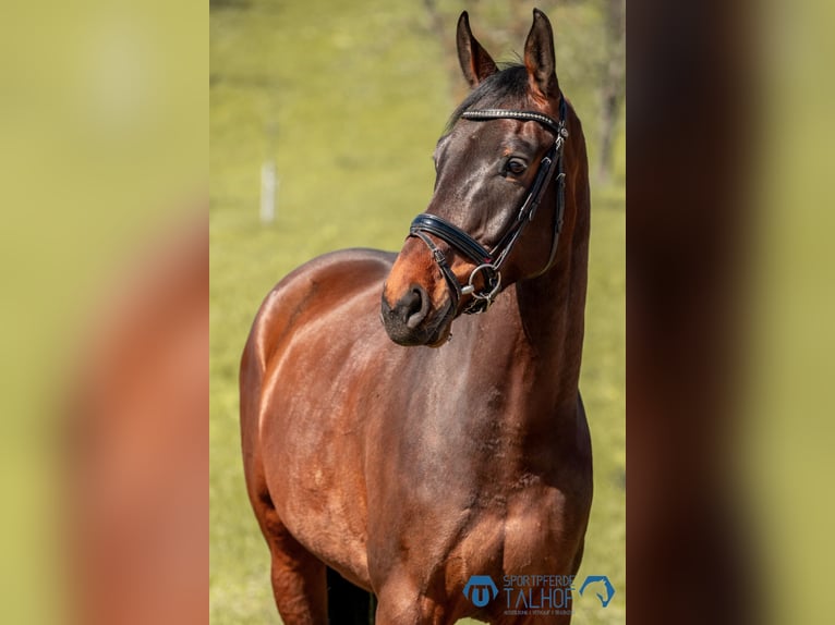 Caballo de deporte alemán Caballo castrado 6 años 170 cm Castaño in Korntal-Münchingen