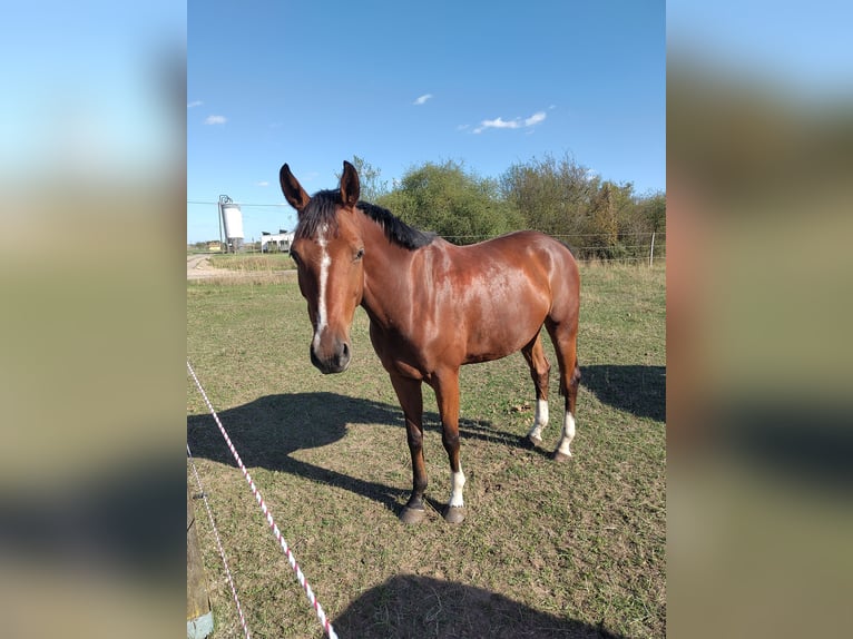 Caballo de deporte alemán Caballo castrado 6 años 170 cm Castaño in Oppin
