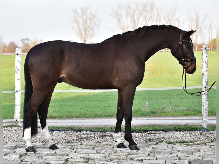 Caballo de deporte alemán Caballo castrado 6 años 170 cm Castaño in Békésszentandrás