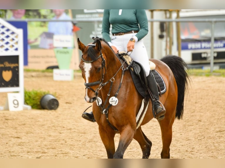 Caballo de deporte alemán Caballo castrado 6 años 170 cm Castaño in Weingarten