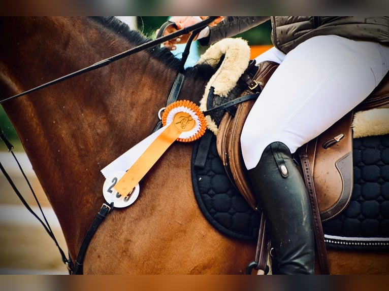 Caballo de deporte alemán Caballo castrado 6 años 170 cm Castaño in Weingarten