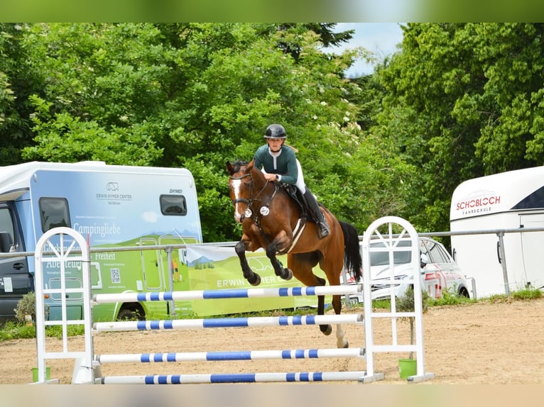 Caballo de deporte alemán Caballo castrado 6 años 170 cm Castaño in Weingarten