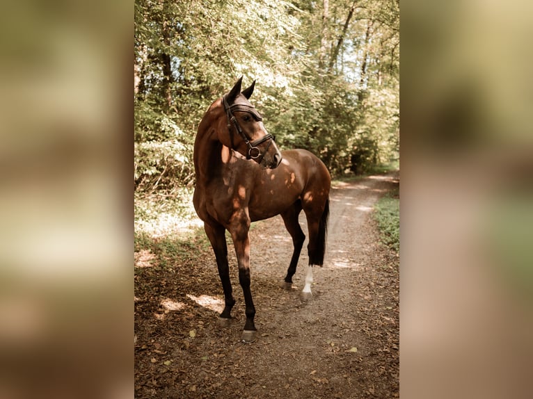 Caballo de deporte alemán Caballo castrado 6 años 170 cm Castaño in Weingarten