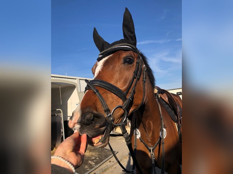 Caballo de deporte alemán Caballo castrado 6 años 170 cm Castaño in Weingarten