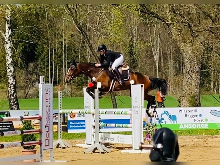 Caballo de deporte alemán Caballo castrado 6 años 170 cm Castaño in Weingarten
