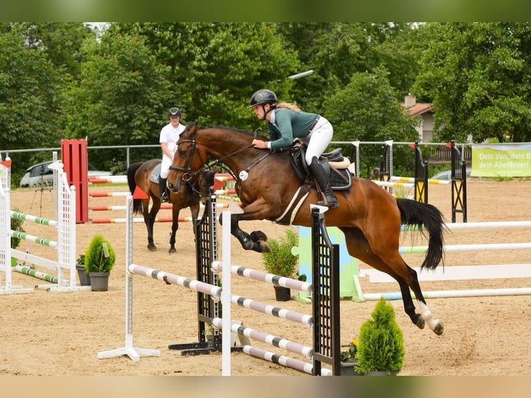 Caballo de deporte alemán Caballo castrado 6 años 170 cm Castaño in Weingarten