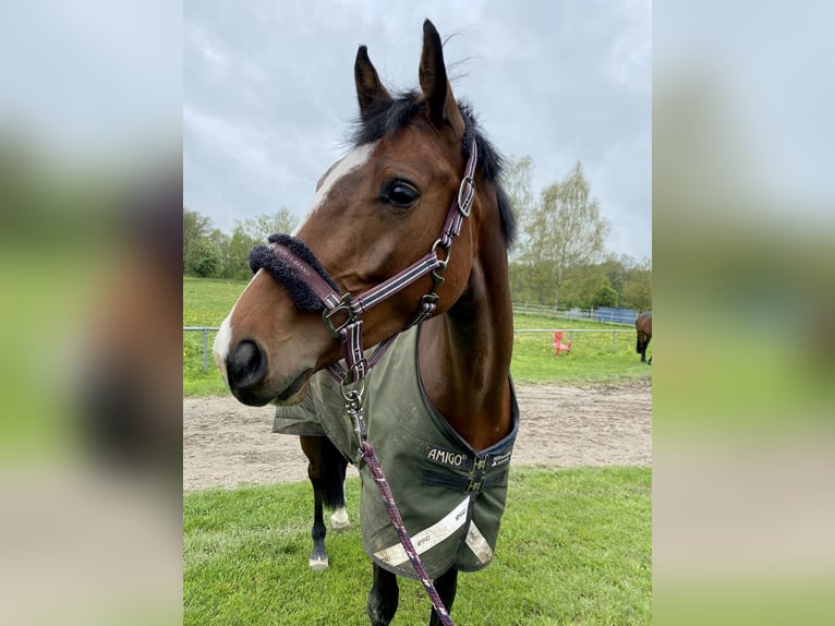 Caballo de deporte alemán Caballo castrado 6 años 170 cm Castaño in Weingarten