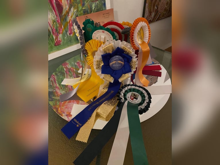 Caballo de deporte alemán Caballo castrado 6 años 170 cm Castaño in Weingarten