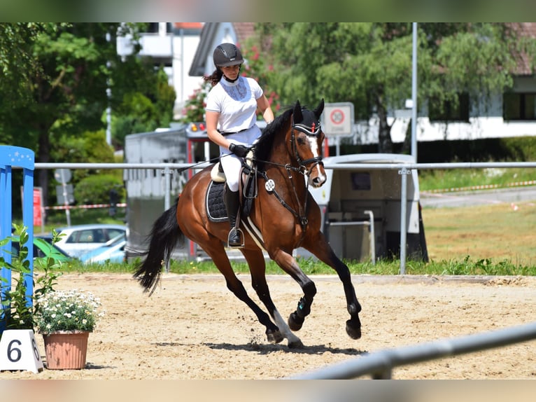Caballo de deporte alemán Caballo castrado 6 años 170 cm Castaño in Weingarten