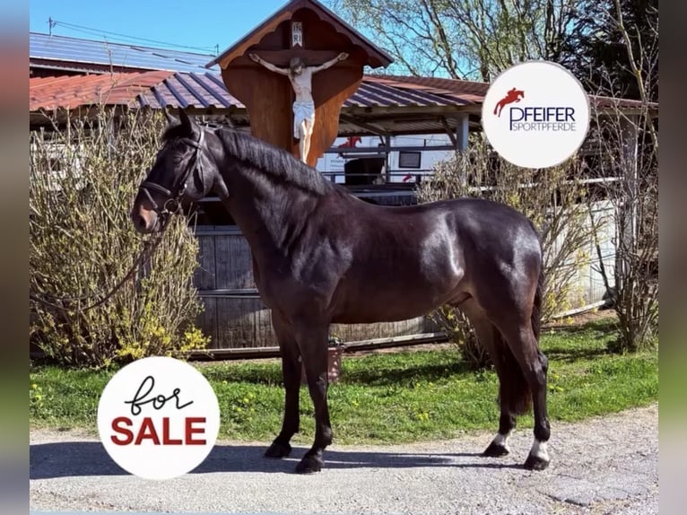 Caballo de deporte alemán Caballo castrado 6 años 170 cm Castaño oscuro in Schwäbisch Gmünd