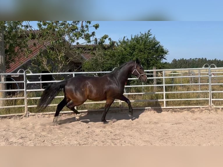 Caballo de deporte alemán Caballo castrado 6 años 170 cm Castaño oscuro in Schopfloch