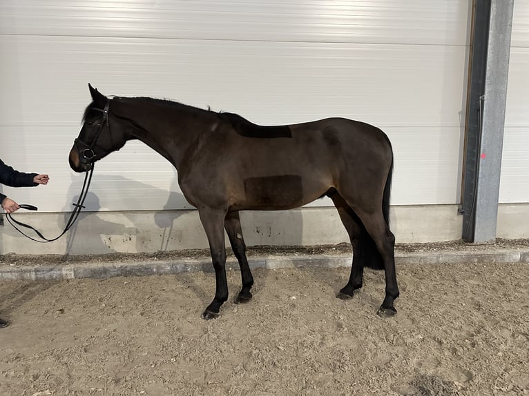 Caballo de deporte alemán Caballo castrado 6 años 170 cm Morcillo in Kamenz