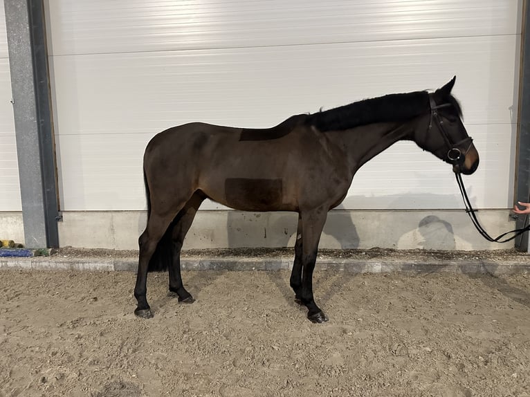 Caballo de deporte alemán Caballo castrado 6 años 170 cm Morcillo in Kamenz