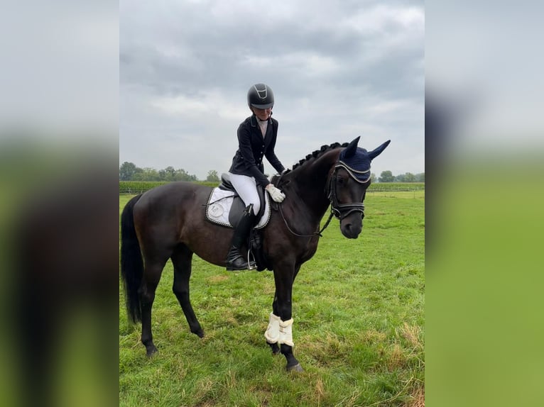 Caballo de deporte alemán Caballo castrado 6 años 170 cm Negro in Karlsfeld