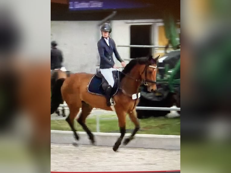 Caballo de deporte alemán Caballo castrado 6 años 171 cm Castaño in Uffenheim