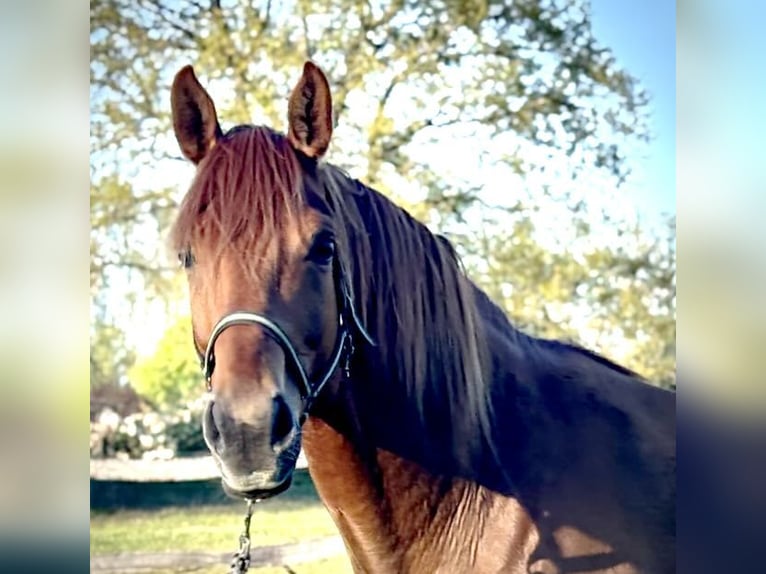 Caballo de deporte alemán Caballo castrado 6 años 172 cm Alazán in Liebenwalde