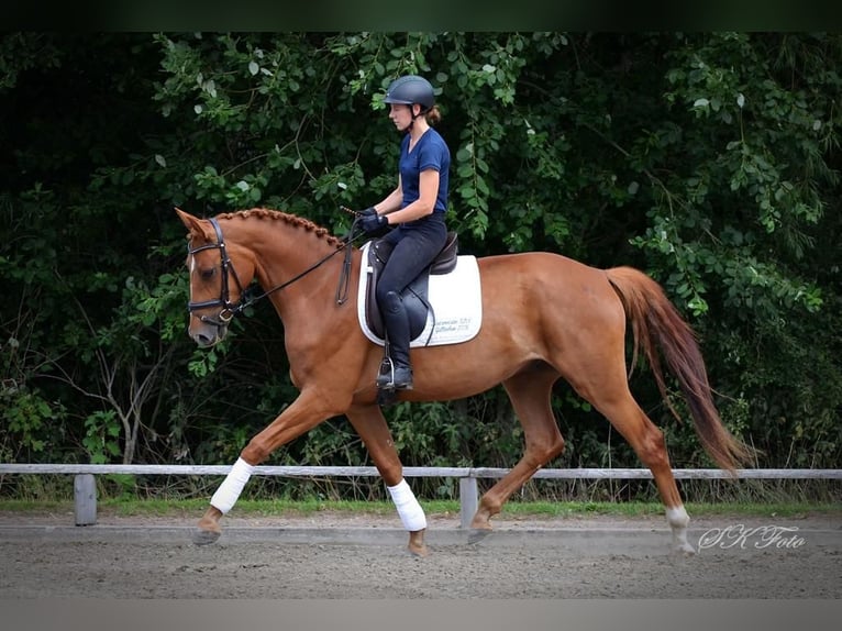 Caballo de deporte alemán Caballo castrado 6 años 172 cm Alazán in Pritzwalk
