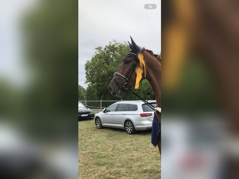 Caballo de deporte alemán Caballo castrado 6 años 172 cm Alazán in Endingen am Kaiserstuhl