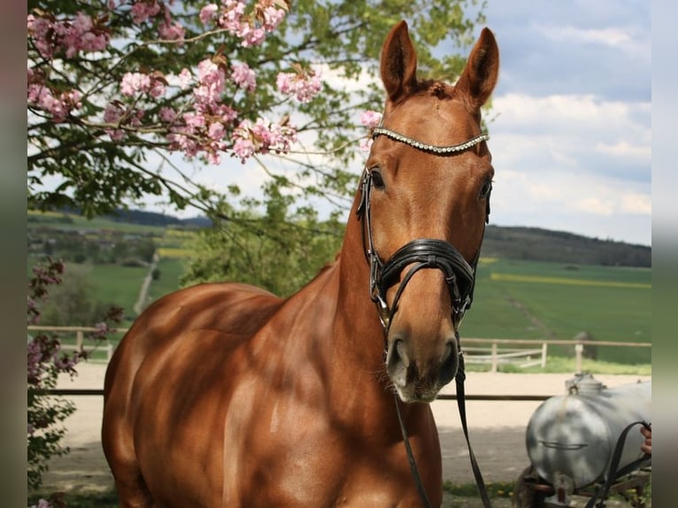 Caballo de deporte alemán Caballo castrado 6 años 172 cm in Usingen