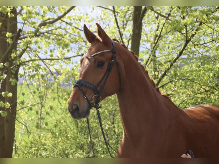 Caballo de deporte alemán Caballo castrado 6 años 172 cm in Usingen