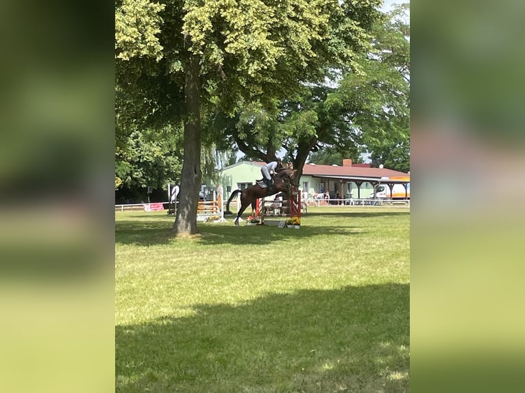 Caballo de deporte alemán Caballo castrado 6 años 172 cm Castaño oscuro in Salzatal
