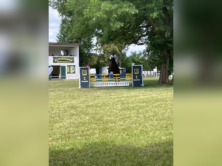 Caballo de deporte alemán Caballo castrado 6 años 172 cm Castaño oscuro in Salzatal