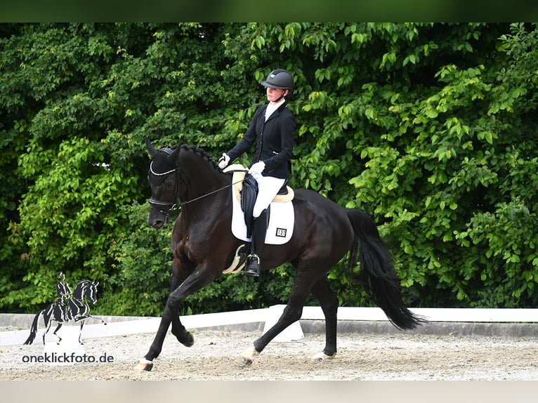 Caballo de deporte alemán Caballo castrado 6 años 172 cm Negro in Gundelfingen an der Donau