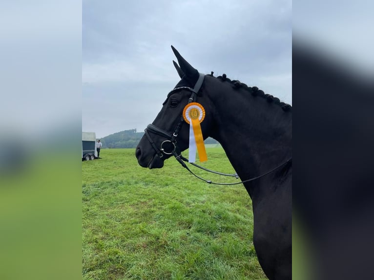 Caballo de deporte alemán Caballo castrado 6 años 172 cm Negro in Gundelfingen an der Donau