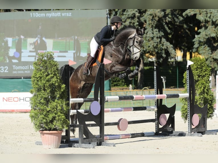 Caballo de deporte alemán Caballo castrado 6 años 172 cm Tordo in Steinabrückl