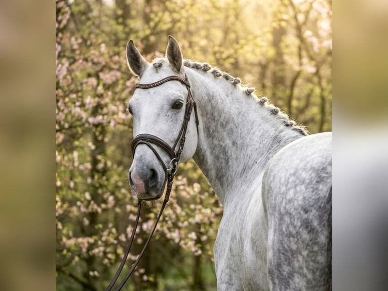 Caballo de deporte alemán Caballo castrado 6 años 172 cm Tordo in Kecskemét
