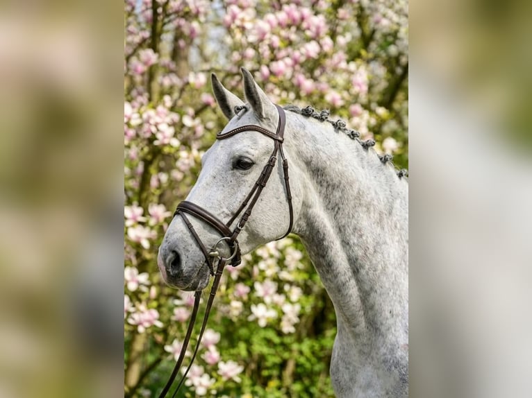 Caballo de deporte alemán Caballo castrado 6 años 172 cm Tordo in Kecskemét