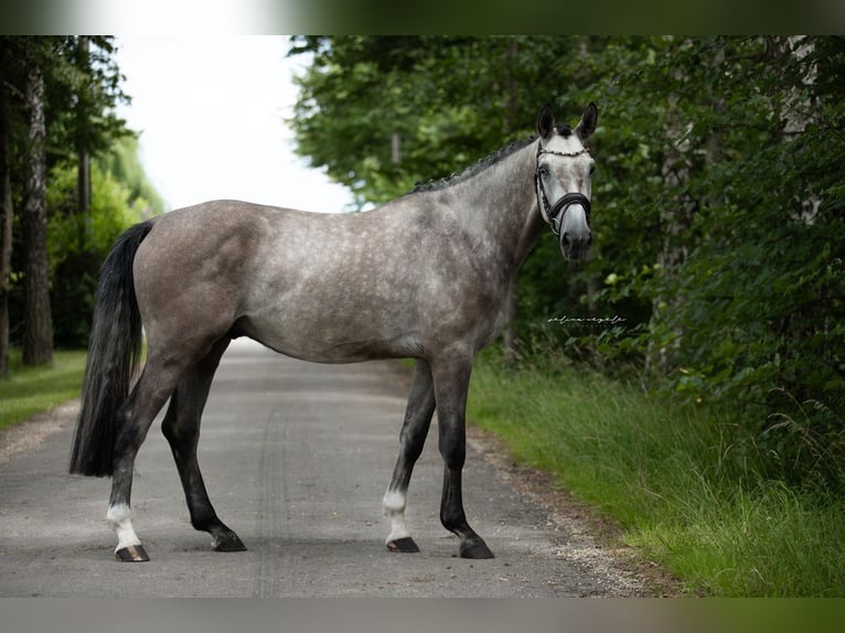 Caballo de deporte alemán Caballo castrado 6 años 172 cm Tordo in Illertissen