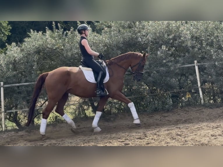 Caballo de deporte alemán Caballo castrado 6 años 173 cm Alazán in Velpke
