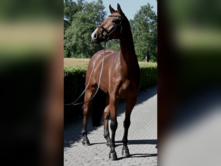 Caballo de deporte alemán Caballo castrado 6 años 173 cm Castaño in Egling
