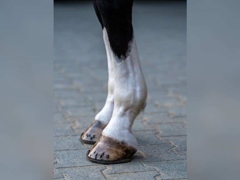 Caballo de deporte alemán Caballo castrado 6 años 173 cm Castaño in Plauen OT Oberlosa